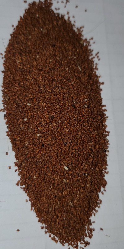 Teff from Kenya